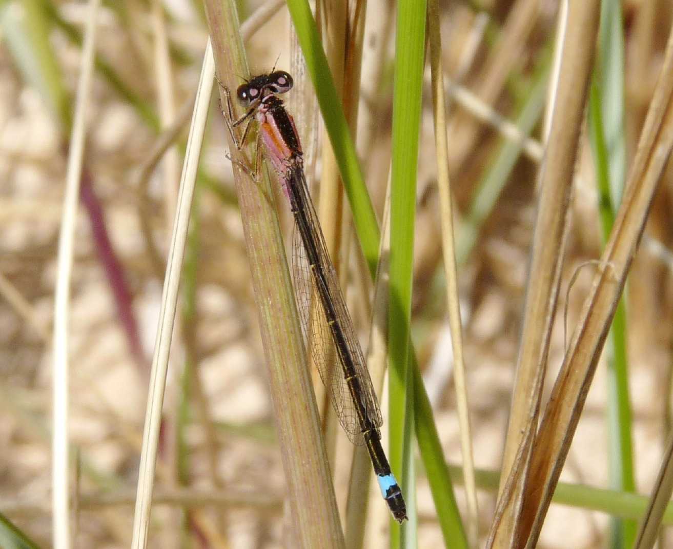 Ischnura elegans? no, maschio e femmina di I. genei